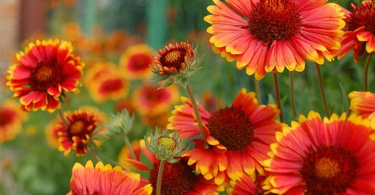 Многолетний цветок гайлардия – посадка и уход, выращивание рассады из семян, сорта