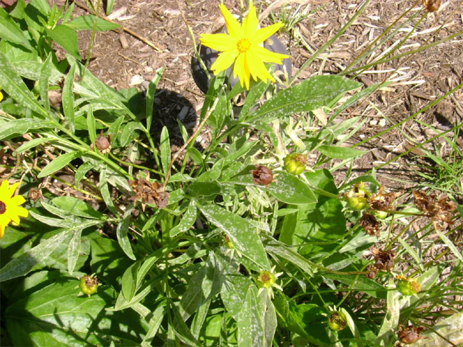 Кореопсис из многолетних цветов: посадка, уход, описание сортов с фото