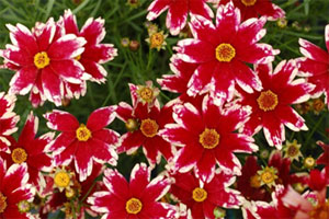 Кореопсис из многолетних цветов: посадка, уход, описание сортов с фото