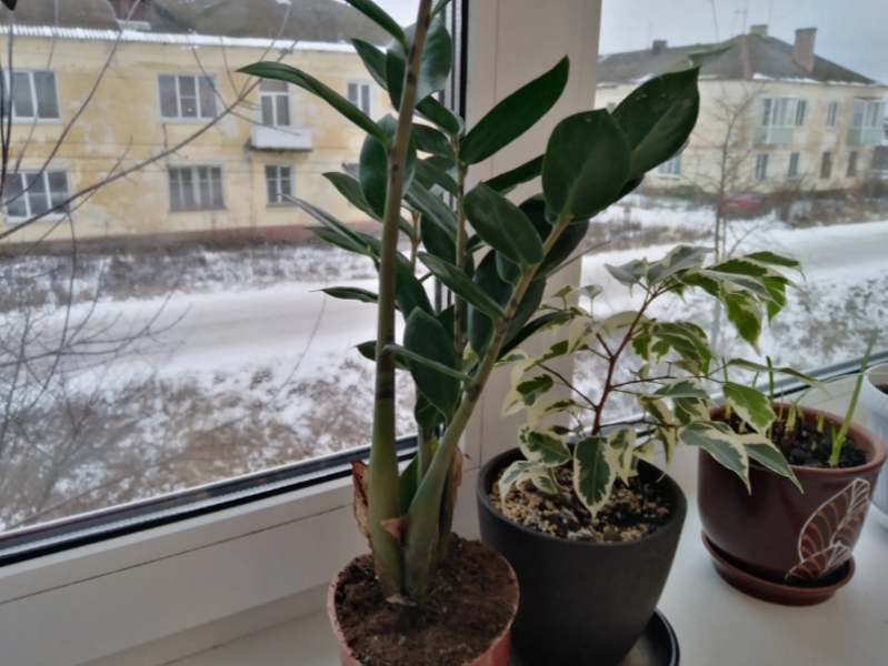 Мое новое растение - замиокулькас. Однако это выглядит хорошо, эти пятна на стеблях