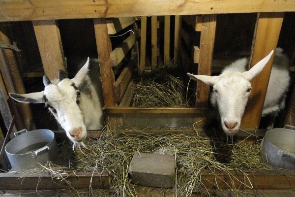 Молочные козы: правила ухода и содержания