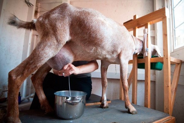 Молочные козы: правила ухода и содержания