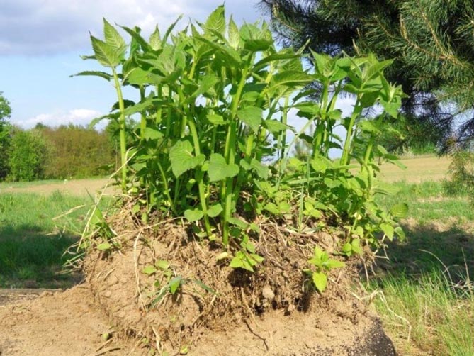Монарда - выращивание из семян, посев и уход в открытом грунте, внесение