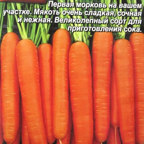 Морковь на рассаду: При посадке можно выращивать через рассаду