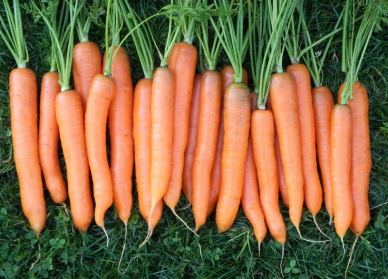 Морковь на рассаду: При посадке можно выращивать через рассаду