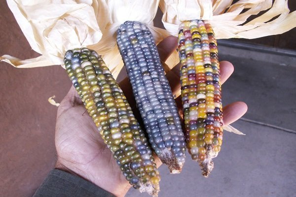 Можно ли есть цветную кукурузу и как ее правильно выращивать?