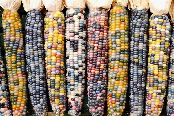 Можно ли есть цветную кукурузу и как ее правильно выращивать?