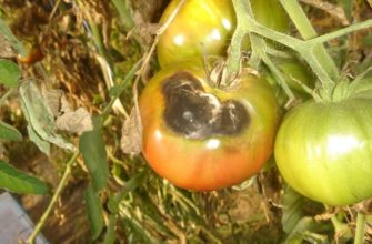 Мухи самые опасные вредители и причина гниения помидор изнутри