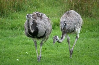 Нанду – полное описание американского «страуса»