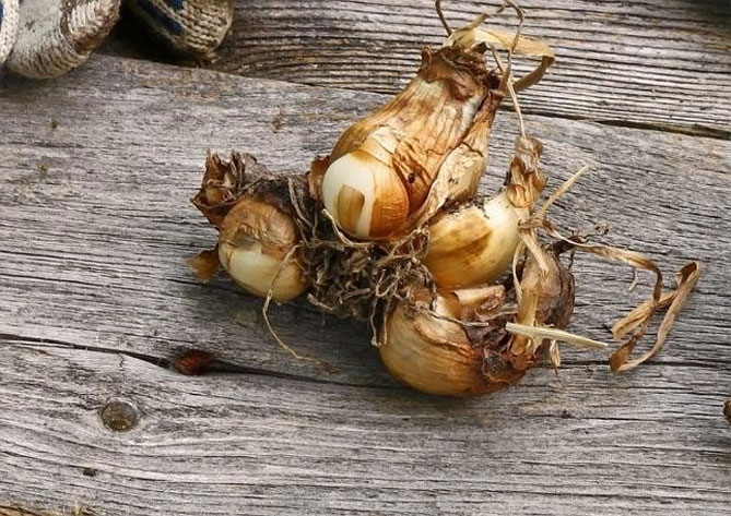 Нарциссы - посадка, выращивание и уход в открытом грунте, горшках