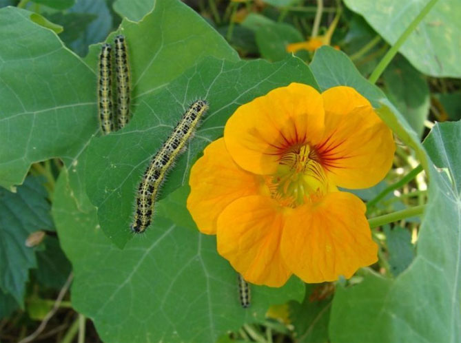 Настурция - вырастает из семян, когда сажать, сажать и ухаживать