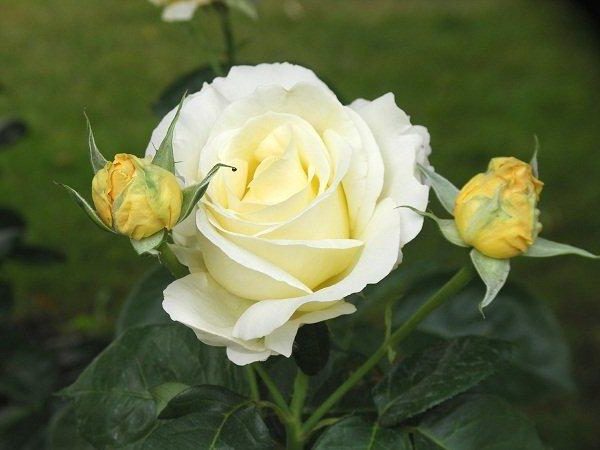 Названия и описание сортов роз, фото