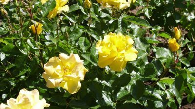 Названия и описание сортов роз, фото