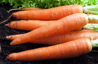 Не просто урожайные сорта моркови, а супер урожайные