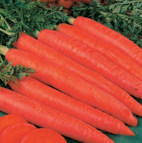 Не только сорта моркови, но и суперпродуктивные
