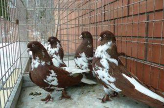 Николаевские высоколетные голуби – полная информация о птицах