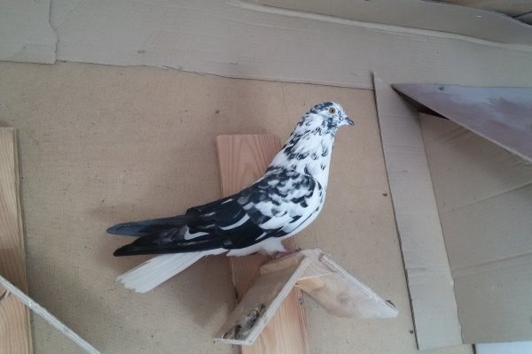 Летящие голуби Николаева - полная информация о птицах
