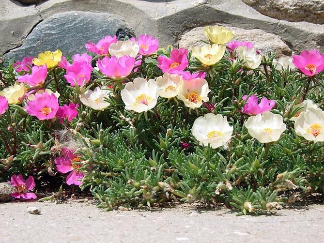 Однолетние и многолетние низкорослые бордюрные цветы, фото в клумбах