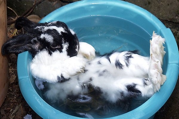Стоит ли купать кролика и как это делать?