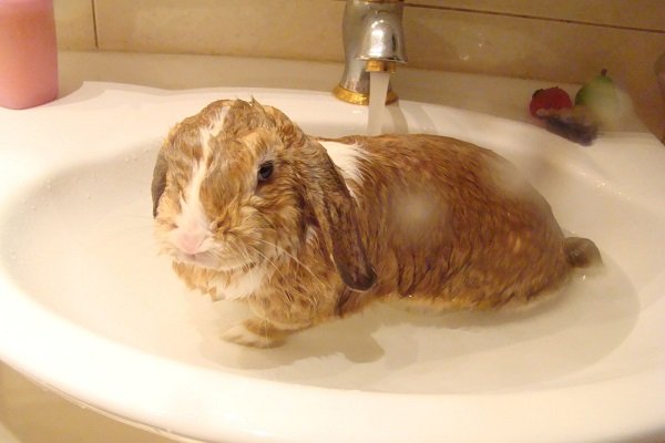 Стоит ли купать кролика и как это делать?