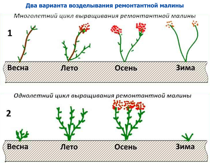 Обрезка малины на зиму: повторное цветение и регулярное