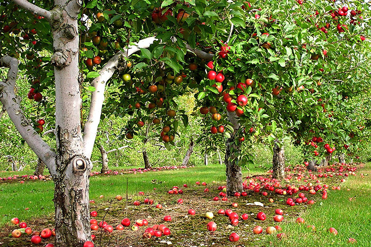 Обрезка плодовых деревьев и кустарников осенью: практические советы и хитрости