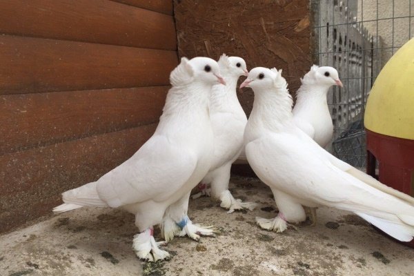 Обзор бойцовских голубей: правила ухода, содержания и разведения