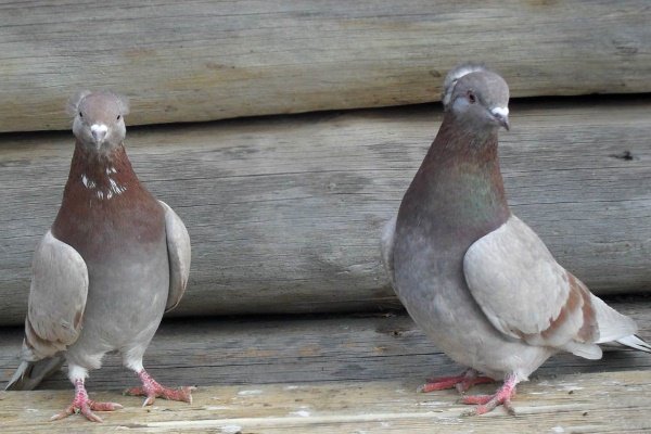 Обзор бойцовских голубей: правила ухода, содержания и разведения