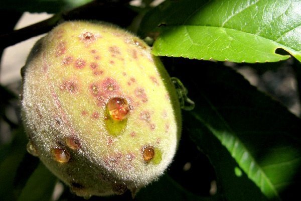 Обзор болезней и вредителей персика