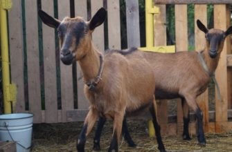 Обзор Чешских коз – главные характеристики и особенности содержания