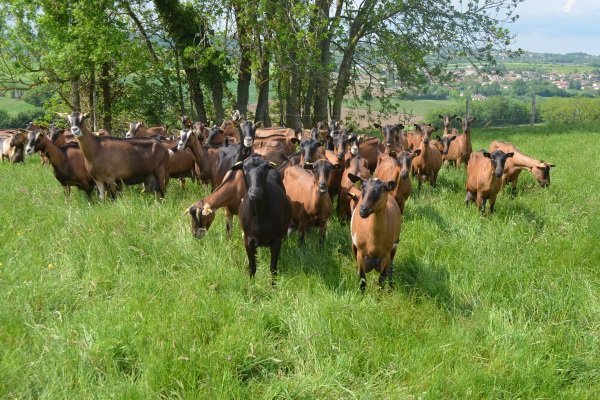 Обзор чешских коз: основные характеристики и особенности содержания