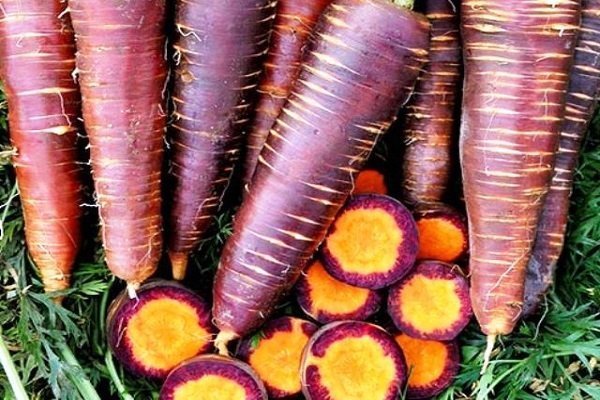 Обзор фиолетовой моркови и правил ее выращивания