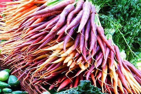 Обзор фиолетовой моркови и правил ее выращивания