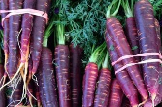Обзор фиолетовой моркови и правил её выращивания