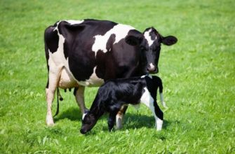 Обзор голландской породы коров
