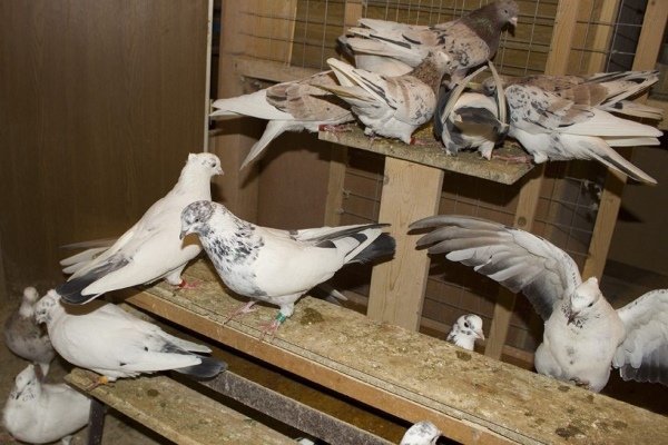 Обзор иранских голубей