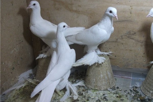 Обзор иранских голубей