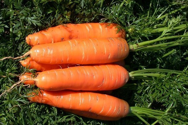 Обзор классического сорта моркови Нант