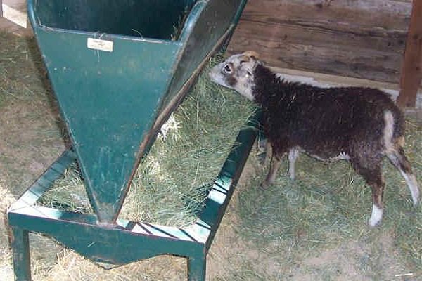 Обзор кормушек для коз: виды, схемы и инструкция по изготовлению