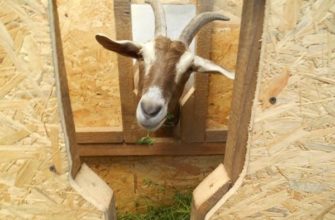 Обзор кормушек для коз: виды, схемы и инструкции по изготовлению