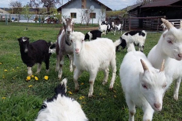 Обзор лучших пород молочных коз: описание характеристик и сравнительная характеристика