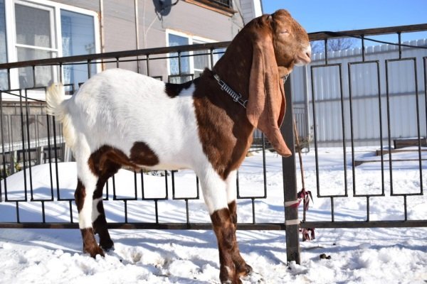 Обзор лучших пород молочных коз: описание характеристик и сравнительная характеристика