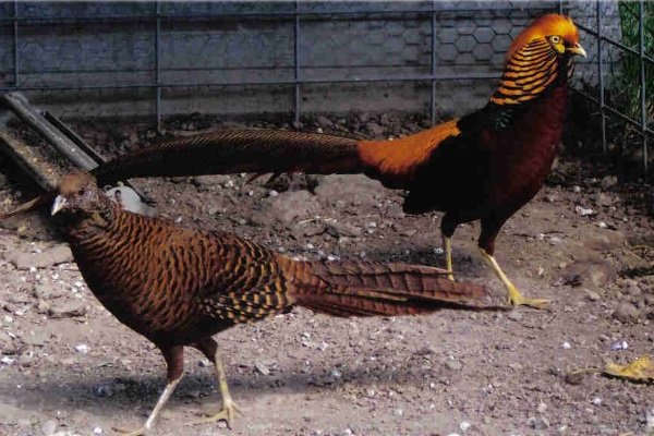 Обзор пород фазанов: их характеристика и производственные качества