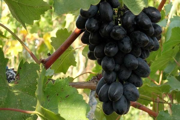 Обзор раннеспелого винограда Кодрянка