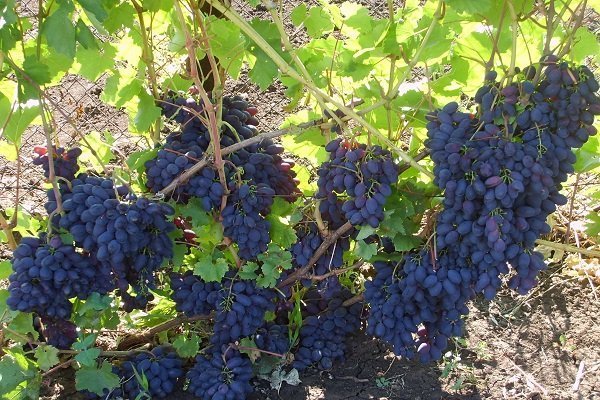 Обзор раннеспелого винограда Кодрянка