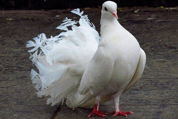 Обзор самых популярных пород голубей