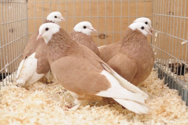 Обзор самых популярных пород голубей