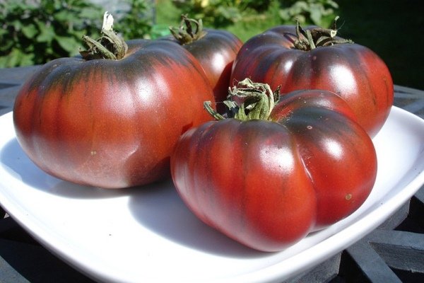 Обзор сорта томатов Черномор: его описание и правила выращивания