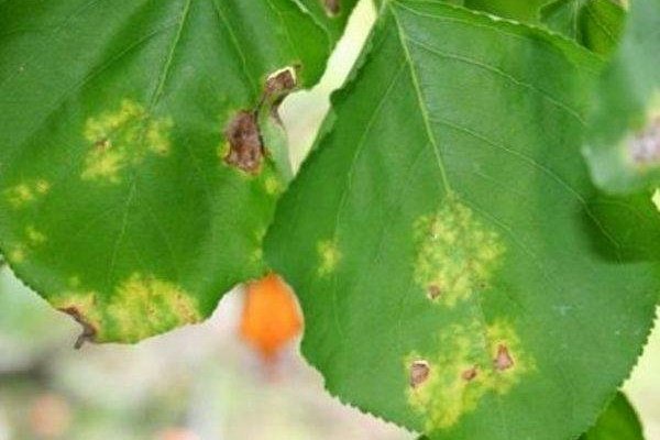 Обзор болезней и вредителей абрикоса