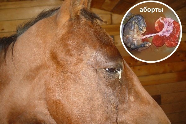 Обзор болезней лошадей